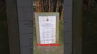 Jardim António Borges.  #antonioborges #pontadelgada #shorts