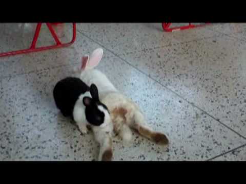 Bunny porn - YouTube