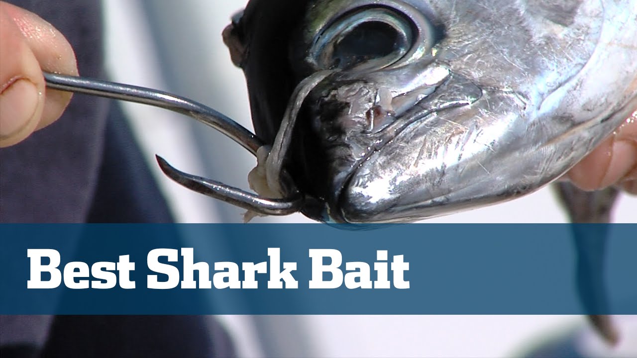 best Bloody Shark Bait - Florida Sport Fishing TV - Step By Step
