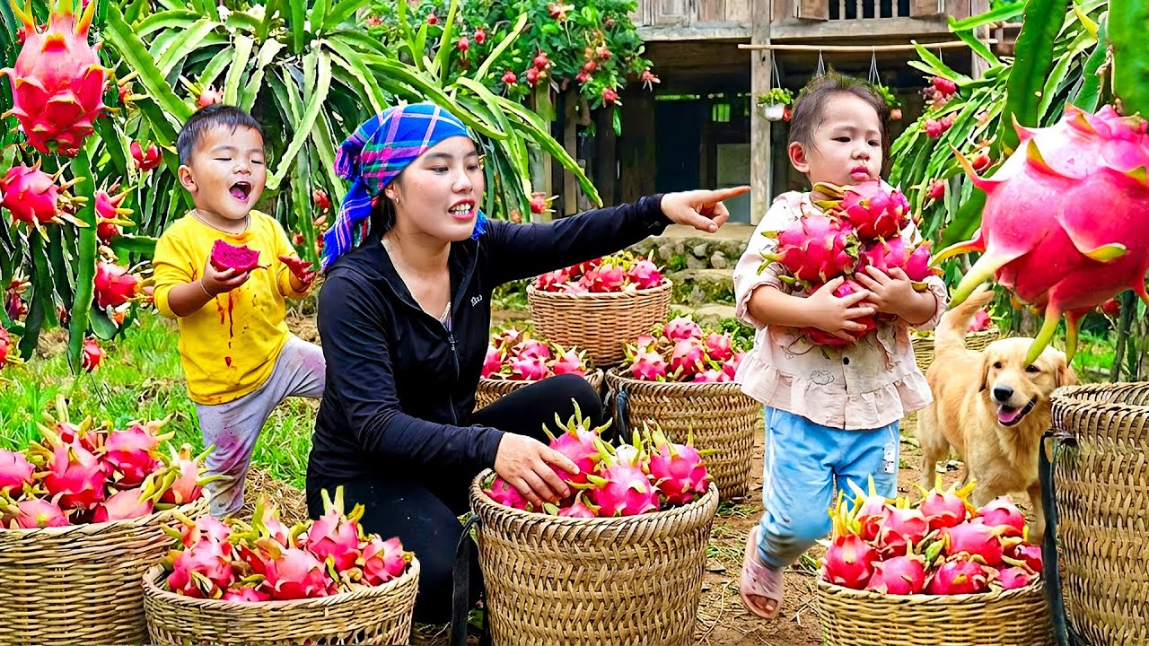 Harvesting Sweet Dragon Fruit with My Daughter and Son – Selling at the Market and Cooking Porridge