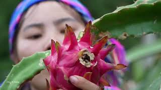 Harvesting Sweet Dragon Fruit with My Daughter and Son – Selling at the Market and Cooking Porridge