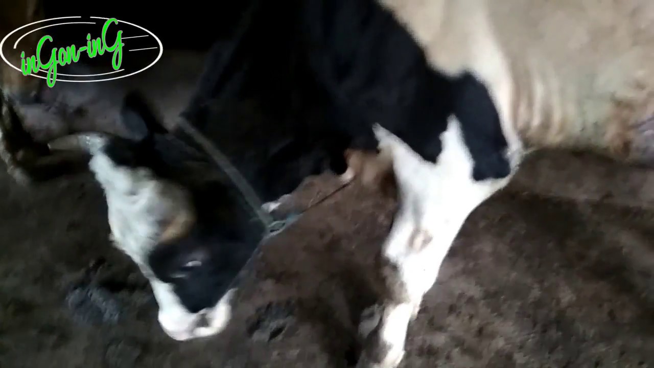 SAPI JANTAN LEBIH MUDAH PELIHARAANNYA - YouTube