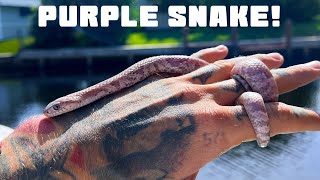 Meet Delilah! My New LAVENDER FALSE WATER COBRA 💜