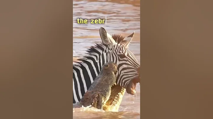 Zebra 🦓 Vs 🐊 Crocodile !! #zebra #crocodile #animals #fighting