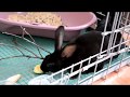 Кролики Рекс - моя новая любовь! Содержание кроликов в квартире