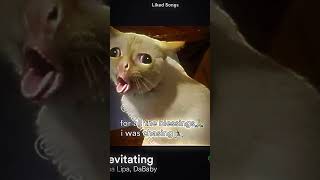 Levitating #Edit #Capcut #Meme #Subscribe #Cat