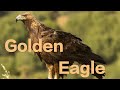 Golden Eagle A symbol of strength | #goldeneagle #eagle 