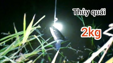 Cấm câu cá lóc dính thủy quái là có thật.thiên nhiên dân dã.Minh khôi vlogs