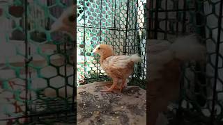 Jadi ayam🐔🗿