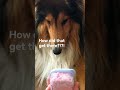He stole the treats #shorts #dog #funny #funnydogs #cutedog #doghumor #dogsofyoutube #dogcomedy