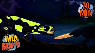 Celebrity Fire Salamander Food Survival Instincts | Creature Facts | Wild Kratts Net Worth