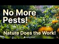 Stop Garden Pests Before They Arrive – Natural Methods That Actually Work!