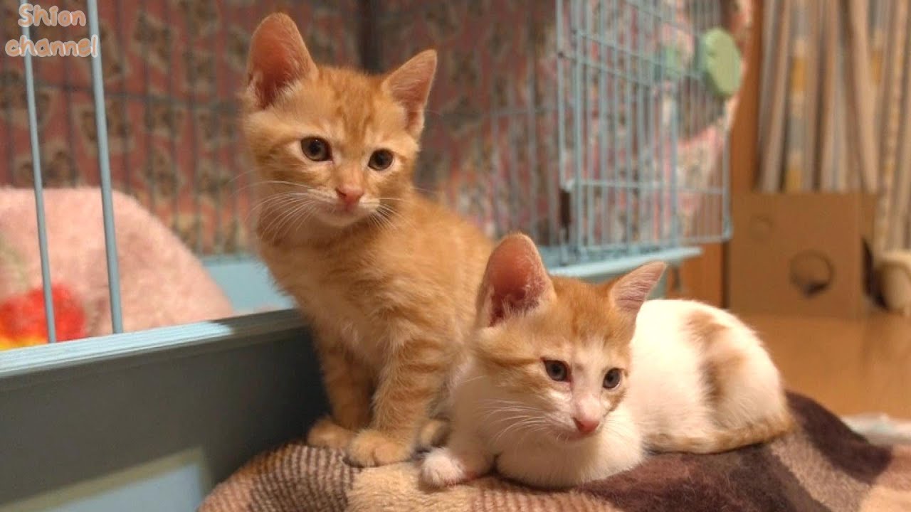 【生後48日】初めての地震にビックリする子猫たち ＆ みつ姉にハプニング発生！