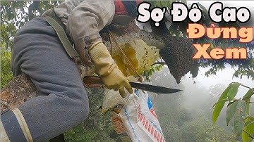 Ong Rừng TV | Ký Sự Rừng Sâu : Khai thác tổ ong mật vách đá khổng lồ làm tổ trên cây - P5