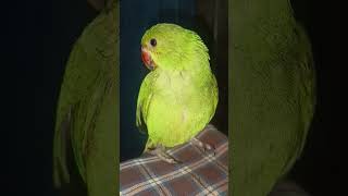 baby parrot 🦜#parrot #talkingparot #birds