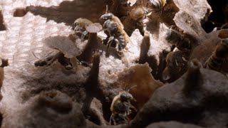 Preserving the MayanEra Melipona Bee