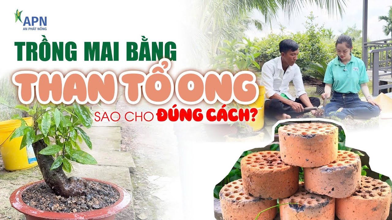 APN - HƯỚNG DẪN TRỒNG MAI BẰNG THAN TỔ ONG | BÉN RỄ NHANH - THOÁT NƯỚC TỐT