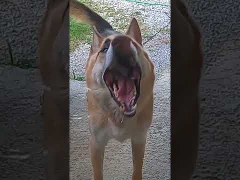 Barking Sound Of Attacking Dog 1kviral Ytshorts 