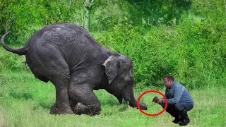 Crying Elephant Begs Man For Help. The Astonishing Outcome Will Amaze You!