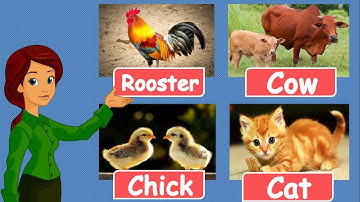 Học từ vựng tiếng anh qua các con vật quen thuộc #2 / English vocabulary