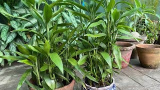 Grow Lucky Bamboo Plant From Cutting Propagation Of Lucky Bamboo