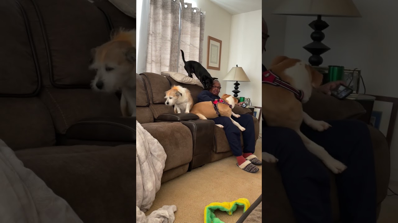 The dog likes to play with its dad.🤣🐶🥳