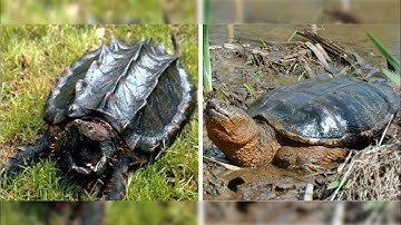 How to tell a common snapping turtle from alligator snapping turtle