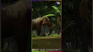 What are consumers | Producer, primary consumer, secondary consumer, tertiary consumer