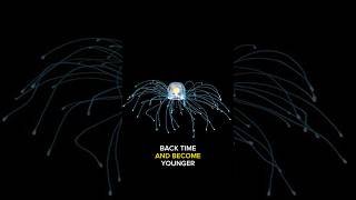 The Immortal Jellyfish