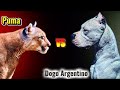 Apex Puma Power: Can Dogo Argentino Overwhelm? (Don't Miss Out!)