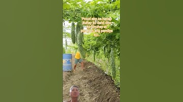 xem ở nước ngoài người ta trồng giống khổ qua to dài khủng