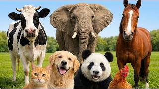 Animal sound for kids🦒🐧🐱 Cute Animal Sound Learn Wild and Farm Animals Cat, Cow, Sheep, Horse screenshot 3