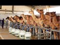 Automatic Camel Milking Technology - Modern Camel Farming -  Amazing Camel Milk Product