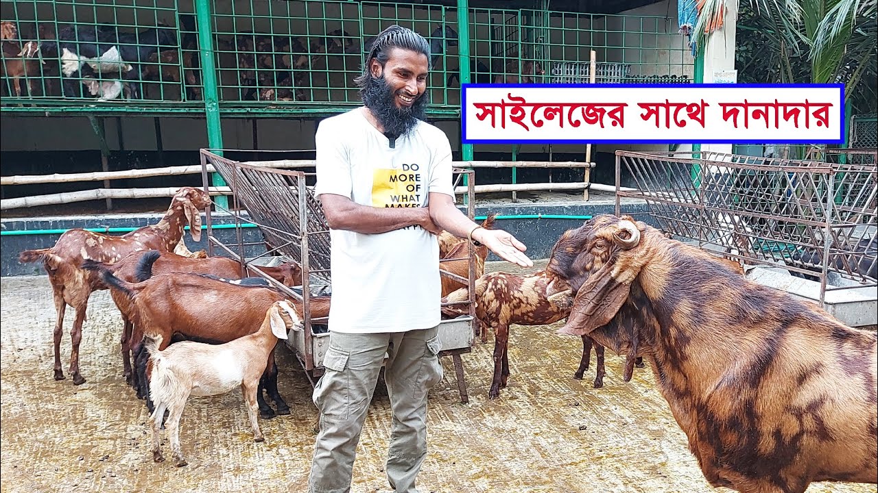 ছাগল গুলোর জন্য দিনের সর্বশেষ খাবার হচ্ছে দানাদার খাবারের সাথে কর্ণ সাইলেজ || Goats