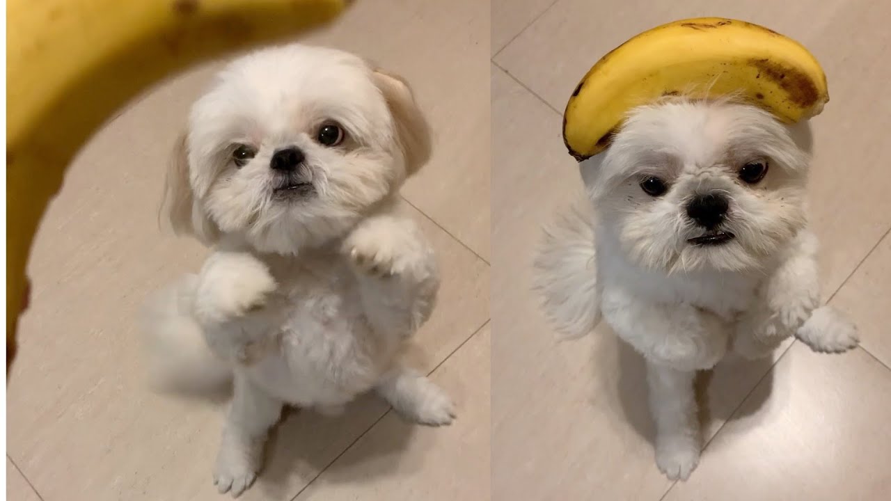 Are Bananas Good For The Maltese
