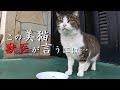 獣医すら欺く美貌