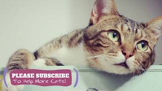 2 Hours Relaxing Music for Cats - The Most Relaxing Cats Music EVER! ☯LCZ121 by Love Cat Zone - Relaxing Music for Cats 7 views 4 years ago 1 hour, 47 minutes