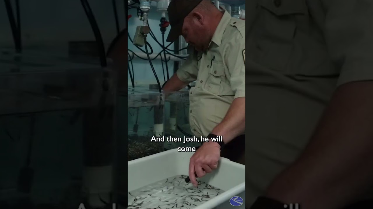 The Hard Work of Rearing Sturgeon