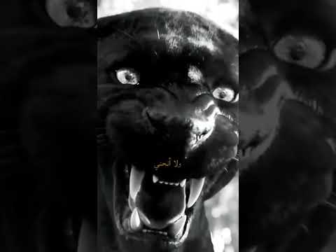 وضننتني شخصا يستهان به لا والذي جعل الكرامة في دمي انا لا أذل ولا أهان ولا أنحني