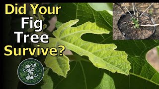 Was Winter Too Hard On Your FIG Tree? Is It Dead? DON'T Give Up On It Yet! It May Surprise You!