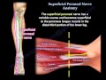 Superficial Peroneal Nerve Anatomy - Everything You Need To Know - Dr. Nabil Ebraheim