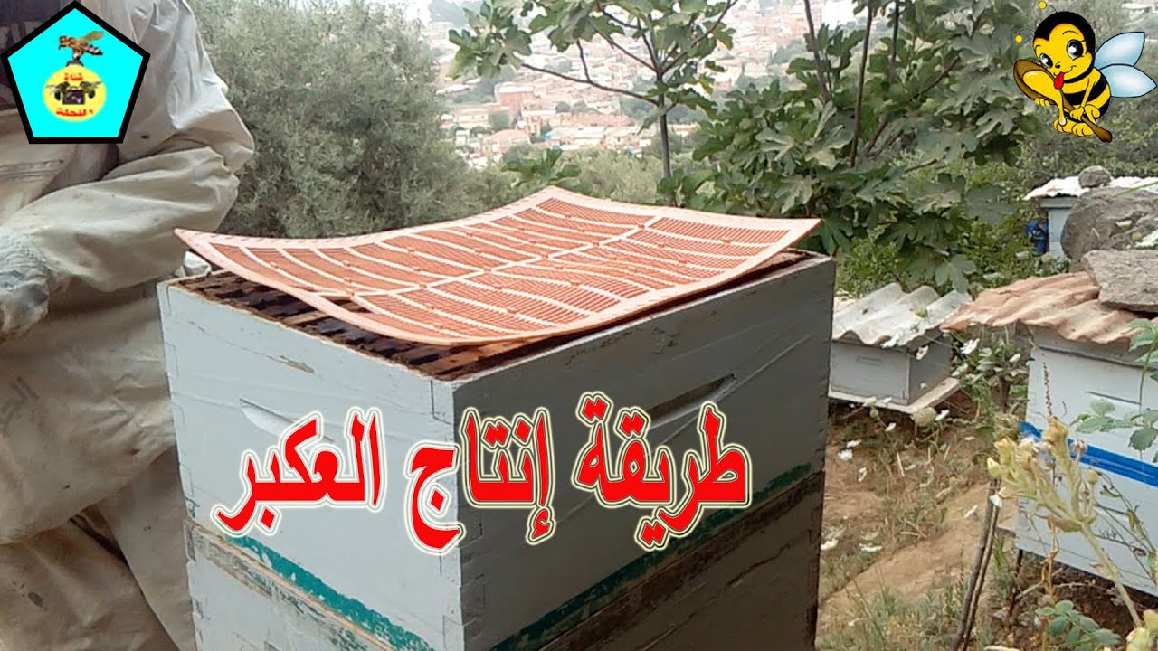 طريقة إنتاج العكبر ( الدرس الثانى )