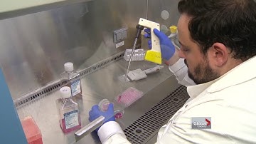 McGill researchers make autism discovery with mice