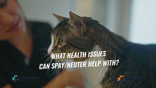 Why Spaying & Neutering Your Cat Matters — with Dr. Emily Forehand