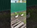 Кряковые белые утки на прогулке