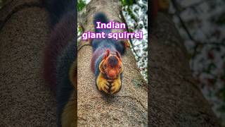 World Biggest Squirrel