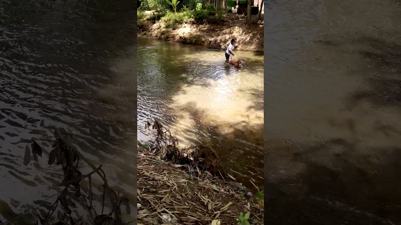 anjing pintar berenang di sunggai YouTube