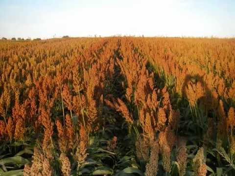 Video: Retrospektive Genomische Analyse Der Anpassung Von Sorghum An Die Getreideproduktion In Gemäßigten Zonen