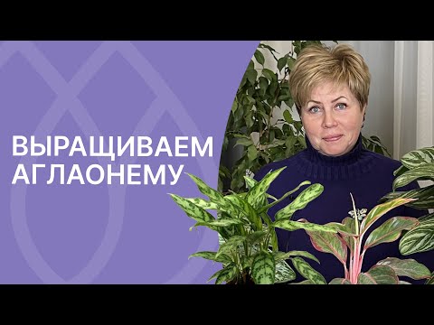 Видео: Аглаонема – комнатное растение?