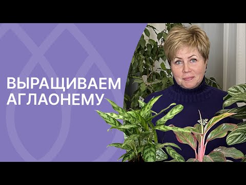 Видео: Вырастите дома Аглаонему, не пожалеете!